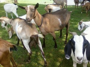Dairy Goats 002