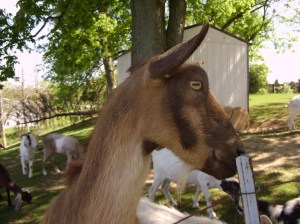 Dairy Goats 002