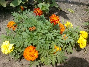 Marigolds 001