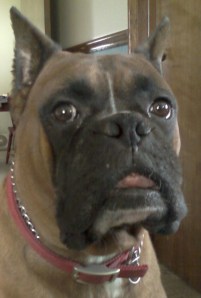 Spike The Boxer Dog