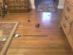 The trail started here...