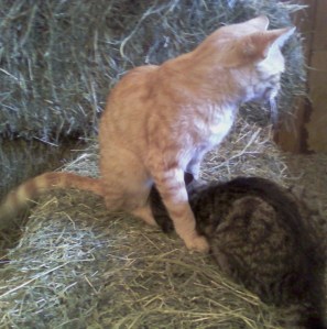 Mr. Yellow Tom At It Again