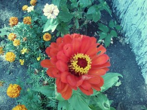 Color From The Flower Garden