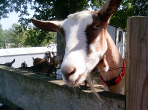 Iris 9-2-07 Iris 9-2-07