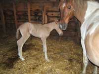 kozina_08_tn Horses at The Charm Farm