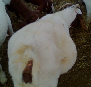 Goats and Critters 011