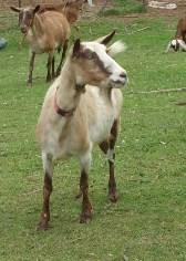 Alpine Dairy Goat