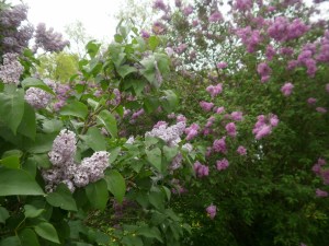 Lilacs
