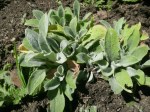 Lamb's Ear