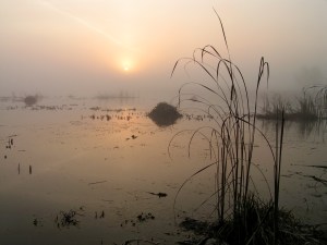 foggy morning www.anniesgoathill.com