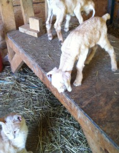 5-2012 Snubian Kids www.anniesgoathill.com