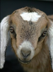 newborn goat kid www.anniesgoathill.com